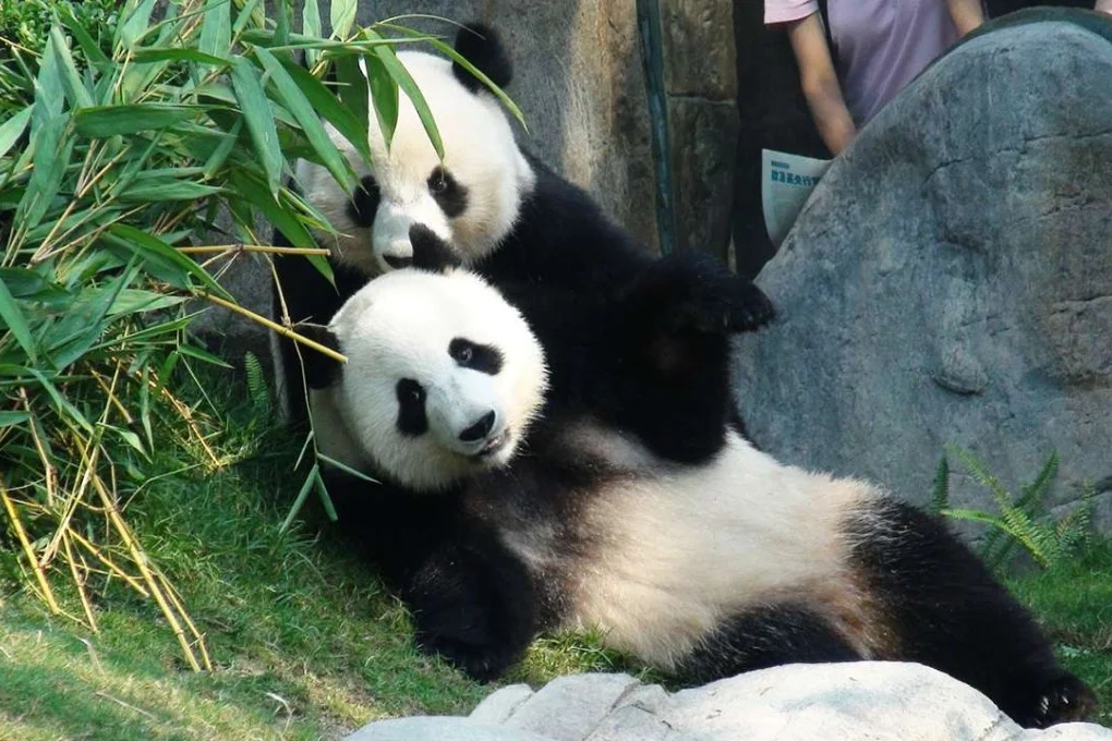 Ocean Park, a top Hong Kong Island attraction, showcasing pandas at sea level